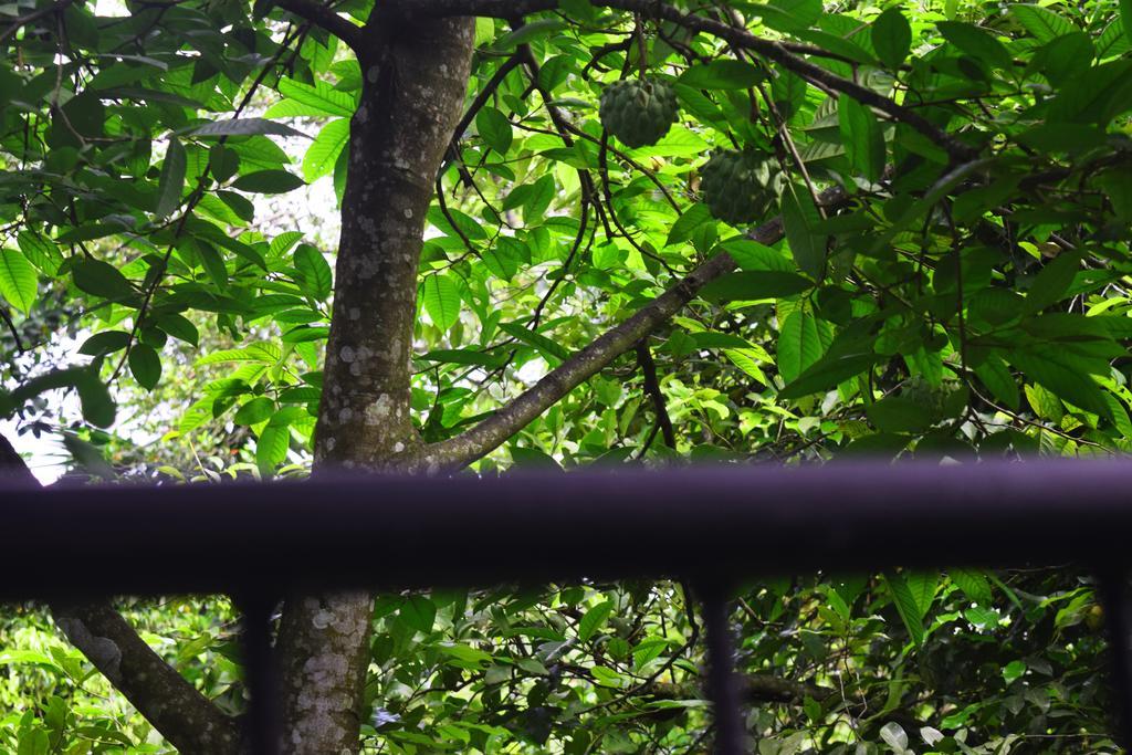 Avaana By Springhills Hotell Kandy Eksteriør bilde