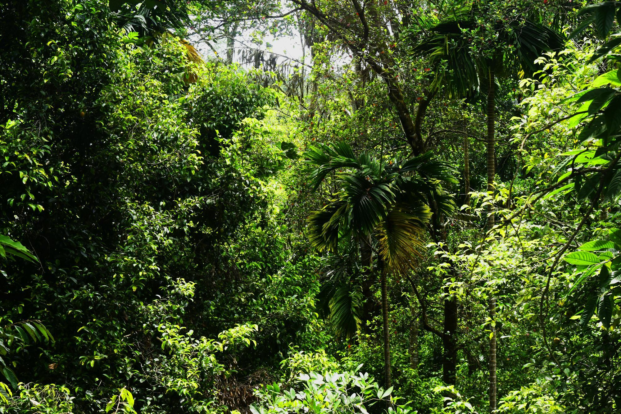Avaana By Springhills Hotell Kandy Eksteriør bilde