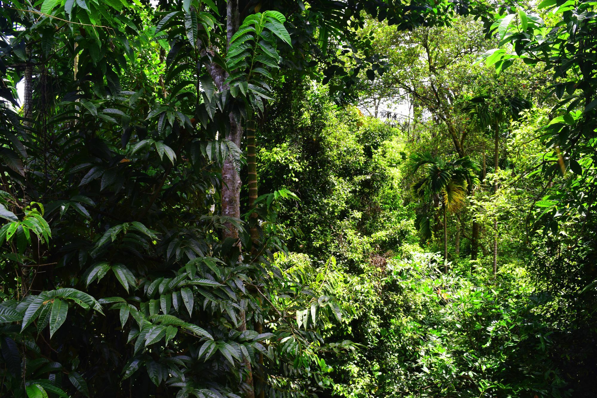 Avaana By Springhills Hotell Kandy Eksteriør bilde